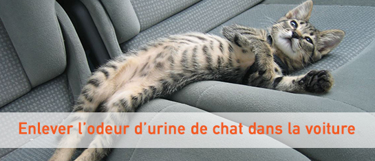 Comment enlever l'odeur d'urine de chat dans sa voiture ? 